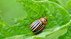 Colorado krompir beetle